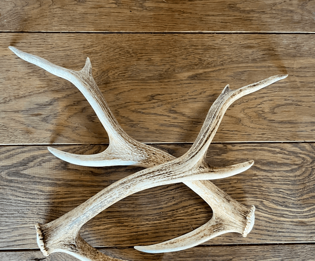 Sika Antlers - Limited Availability
