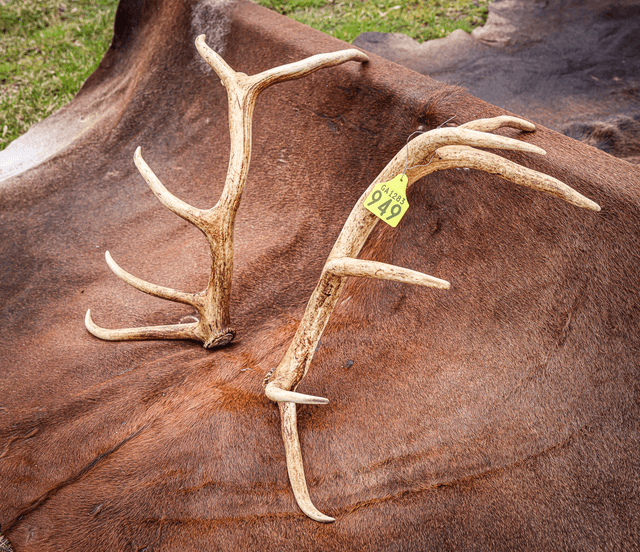 Set of Red Antlers - 12 Points