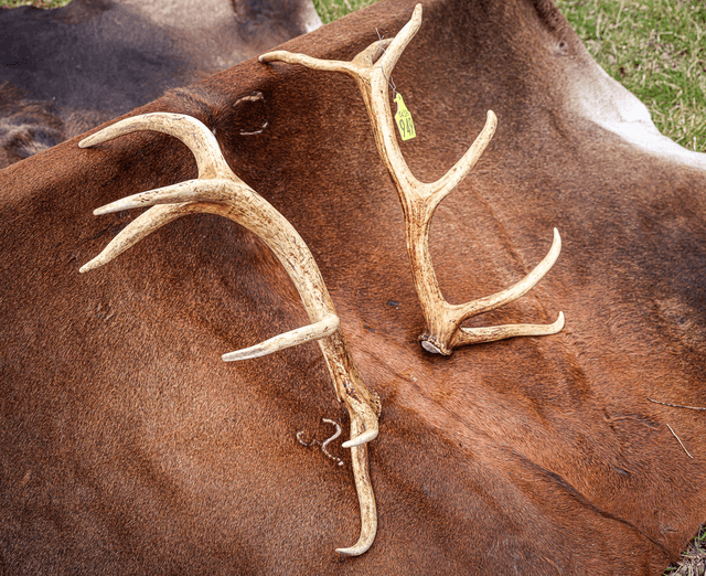 Set of Red Antlers - 12 Points