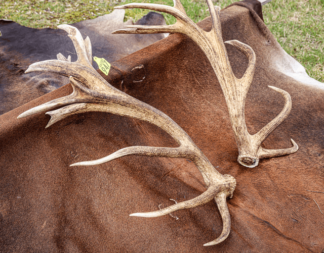 Set of Red Antlers - 30 Points