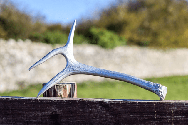 Spray Painted Antler Table Decor - Silver 4 points