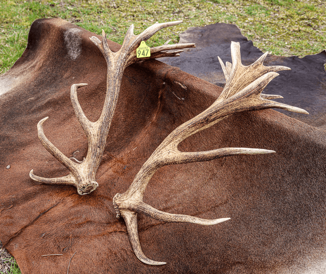 Set of Red Antlers - 30 Points