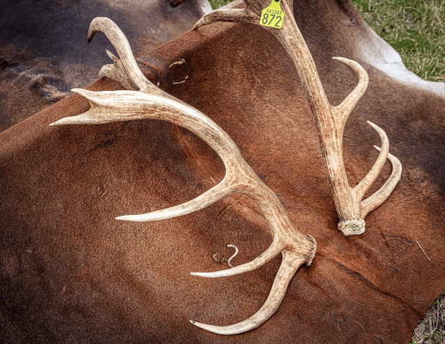 Set of Red Antlers - 17 Points