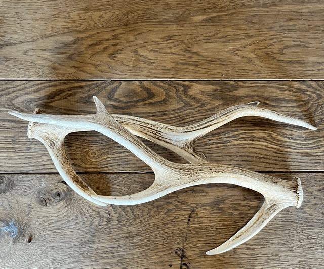 Sika Antlers - Limited Availability