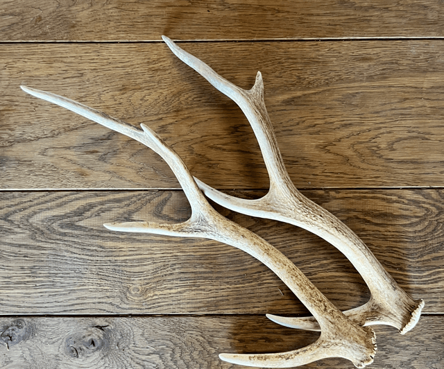 Sika Antlers - Limited Availability