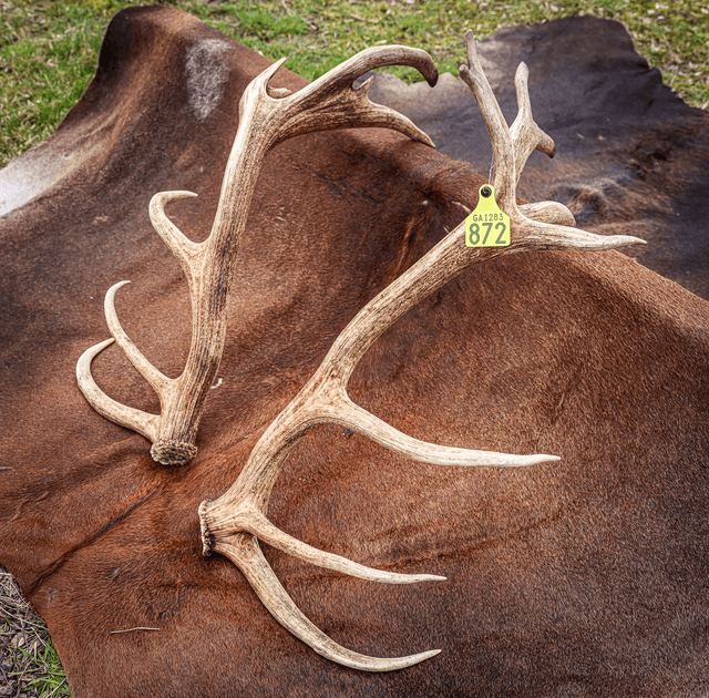 Set of Red Antlers - 17 Points