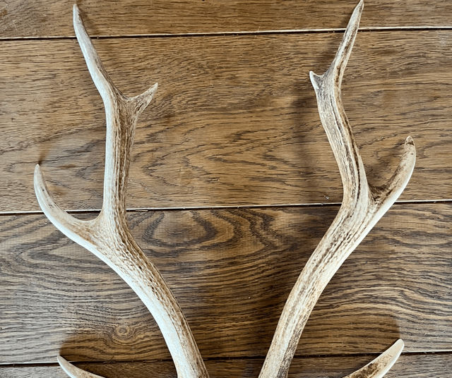 Sika Antlers - Limited Availability