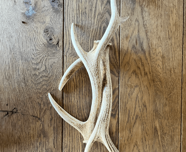 Sika Antlers - Limited Availability