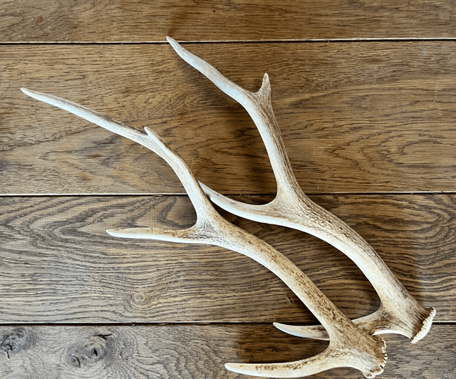 Sika Antlers - Limited Availability