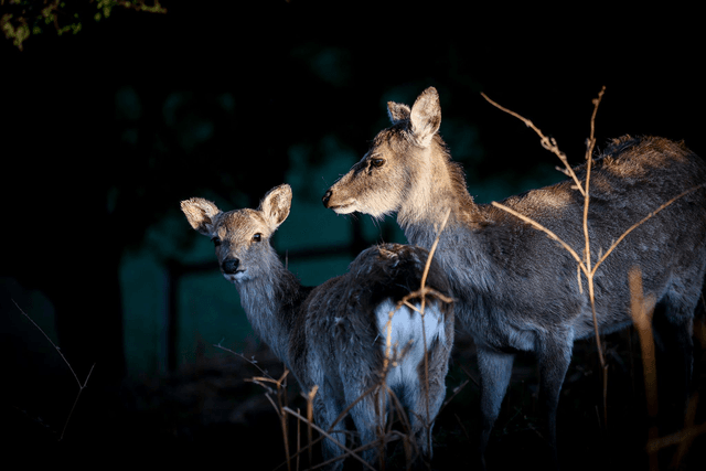 Signed Limited Edition Print - Sika in the light