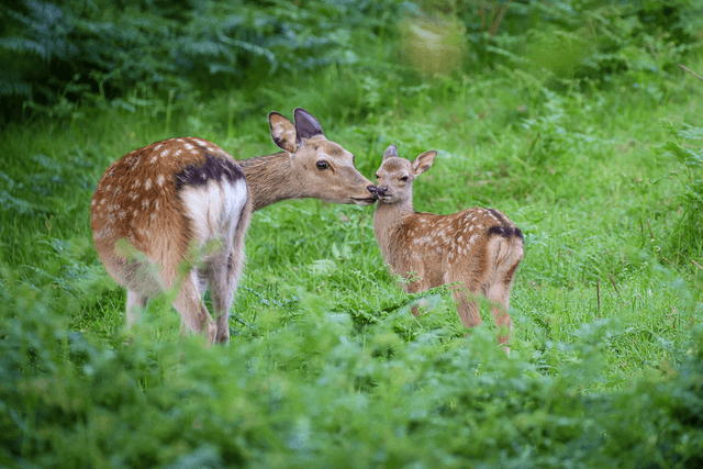 Signed Limited Edition Print - Mother and calf contact